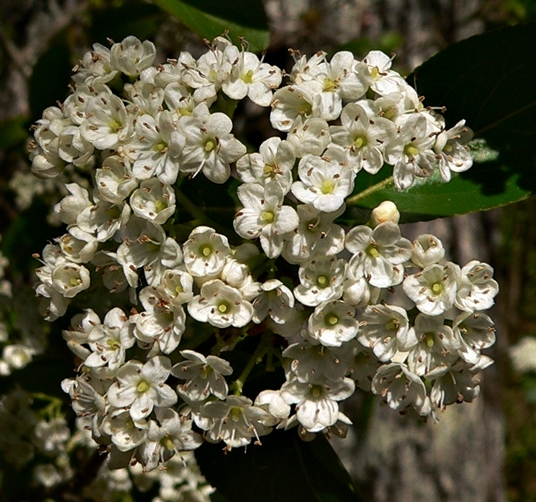 {Viburnum rufidulum}